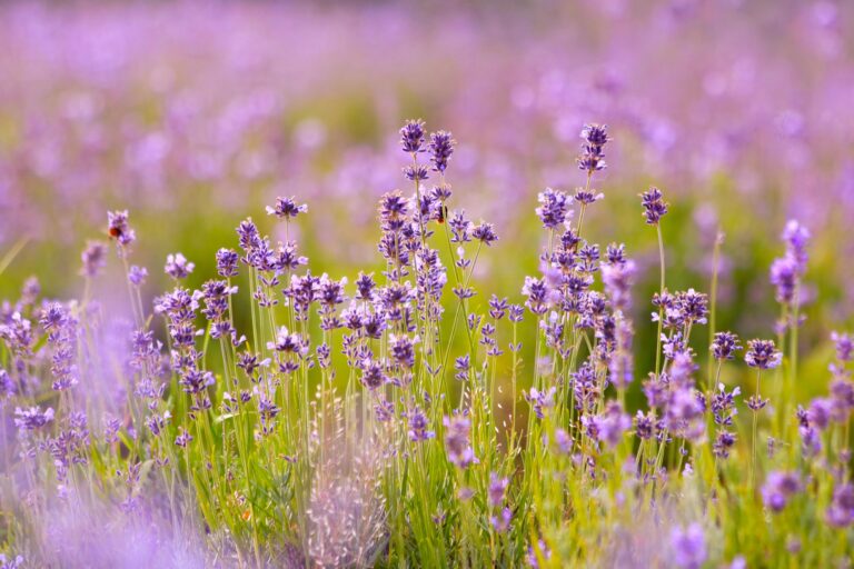 Lavendel symbolisiert Gelassenheit und Beruhigung
