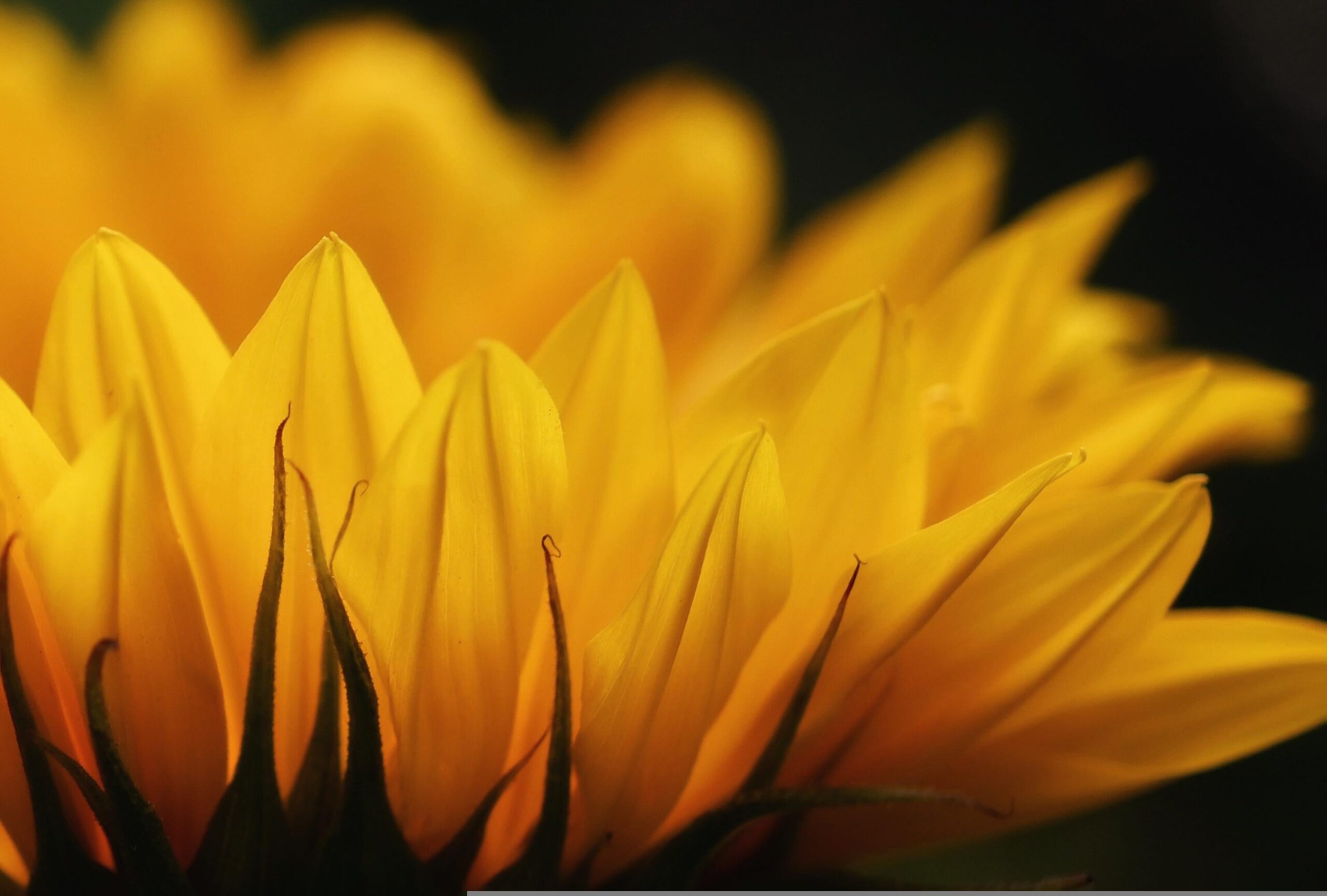 Eine Sonenblume schenkt positive Lebensenergie und Kraft